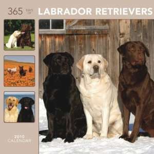  365 Days of Labrador Retrievers 2010 Wall Calendar Office 