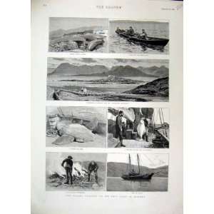  1892 Fishing Industry West Coast Ireland Kerry Canoes 