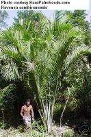 Stellar Upright V Leaves Soindro Palm Tree Seedling  