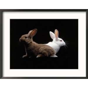  White and Brown Rabbit Photos To Go Collection Framed 
