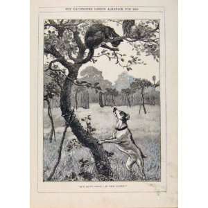  London Almanack Dog Chasing Cat Up Tree 1889 Old Print 