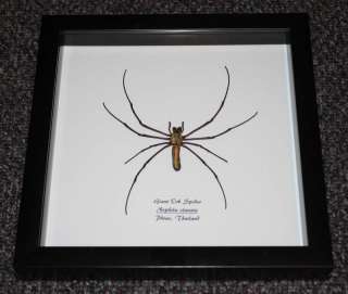 REAL GIANT ORB SPIDER (NEPHILA) IN SHADOWBOX  