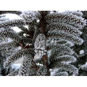  Frosted Spruce Fragrance Oil Candle Soap 1oz Everything 