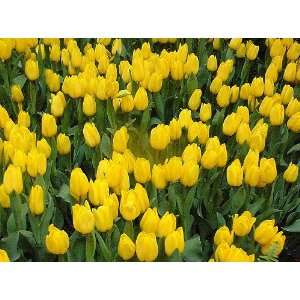   Spring Yellow Tulip Mix 20 Bulbs Lots of Color Patio, Lawn & Garden