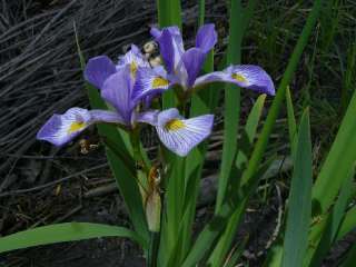 Iris virginica var. shrevei   Southern Blue Flag Iris   25 Fresh Seeds