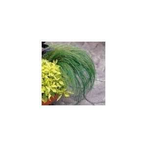  Mexican Feather Grass Ponytails Seeds Patio, Lawn 