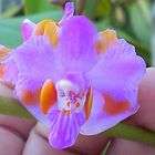 NEW InSpike Nice Phal bastianii Jia Ho strain Phalaenopsis Orchid 