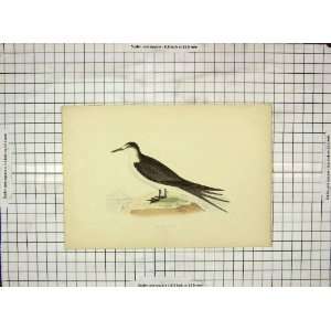    Morris 1903 Hand Coloured Print Bird Sooty Tern
