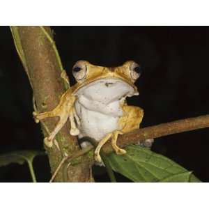  Bornean Eared File Eared Tree Frog Danum Valley, Sabah 