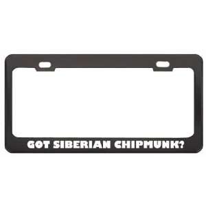 Got Siberian Chipmunk? Animals Pets Black Metal License Plate Frame 