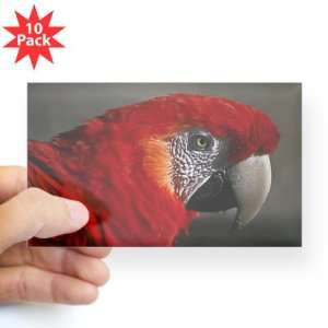   Sticker Clear (Rectangle 10Pk) Scarlet Macaw   Bird 
