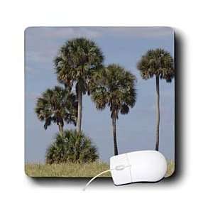   Florene Tropical Landscapes   Sabal Palms   Mouse Pads Electronics