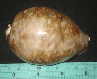 91 mm HUGE&FAT Cypraea Mappa Cowrie Seashell Sea Shell  