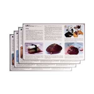   2195 4 Piece Full Color Clam Dissectogram Set, 19 Length x 11 Width