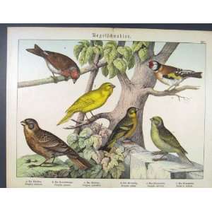   German Print Birds Antique Old Art 1880 Canary