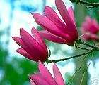 Clethra Alnifolia Ruby Spice * Fragrant Blooms /*  