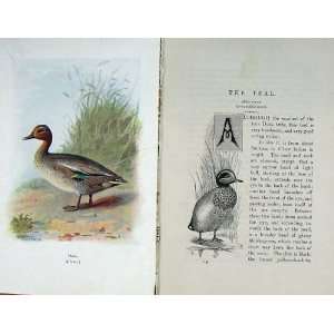    1901 Swaysland Wild Birds Teal Duck Tribe Thorburn