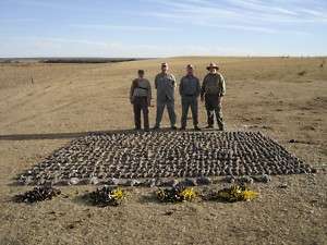 ARGENTINA   High Volume Wing Shooting Dove Pigeon Hunt  