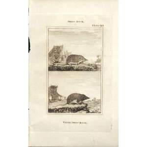  Water Shrew Mouse 1812 Buffon Natural History Plate 124 