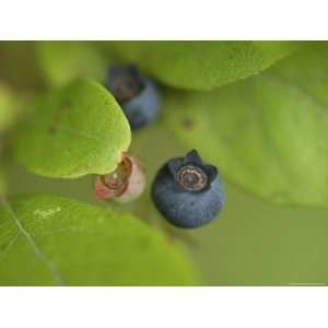  Northern Highbush Blueberries Ripen on the Bush Stretched 