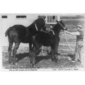  Prize winners,Sherburne County Fair,MN,Horses,c1916