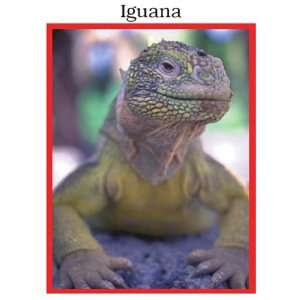  Reptiles   Photo Fun Activities (0765515000890) Books