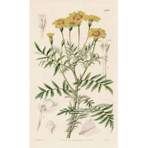   1840 Antique Print of the Corymb Flowered Marygold