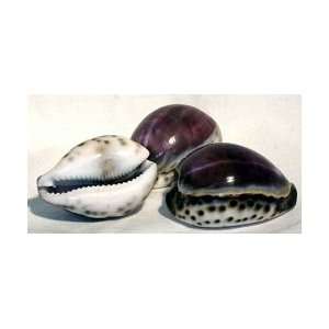  Shell Cowrie Purple Top Tiger (FS994) Beauty