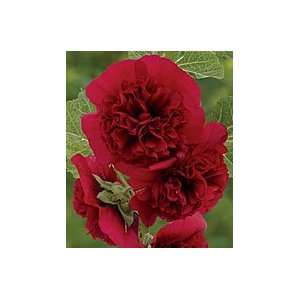  Chatters Maroon Hollyhock Seed Pack Patio, Lawn & Garden