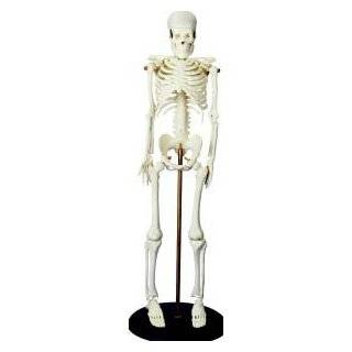 My First Skeleton (Tiny Tim) 16 1/2 Plastic Model