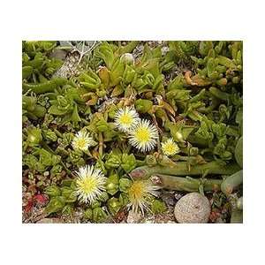  Kanna (Sceletium tortuosum)   Powdered Health & Personal 