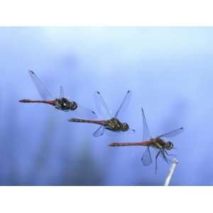  Common Darter Dragonfly Male Landing on Flower, UK Premium 