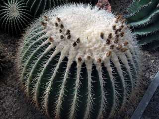 50 (Echinocactus grusonii v. alba) White Barrel cactus  