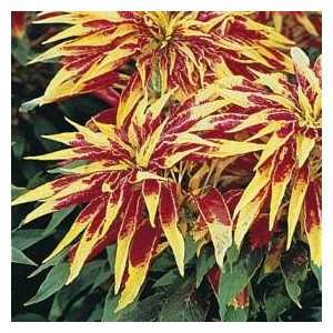   & Morgan Josephs Coat Amaranthus Seeds Patio, Lawn & Garden