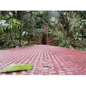  Footbridge in a Forest, Puntarenas, Puntarenas Province 