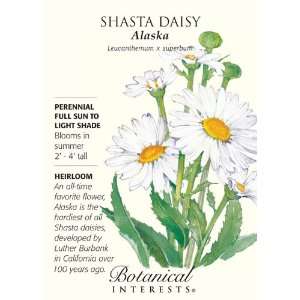  Alaska Shasta Daisy Seeds   250 mg   Perennial Patio 
