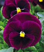 Annual MAMMOTH ROCKY ROSE PANSY Seeds   Extra Large  