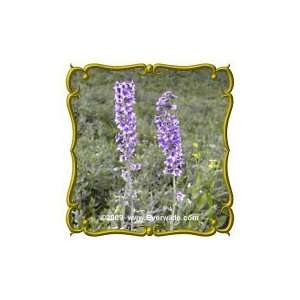  Western Larkspur (Delphinium occidentale) Jumbo Wildflower 