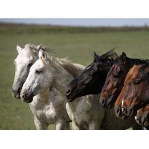  Bachelor Band of Wild Horses Face into the Wind Picking Up 