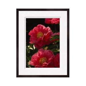 Pink Peony Blossoms Washington Framed Giclee Print 