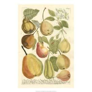   Plentiful Pears II by Johann Wilhelm Weinmann 15x22