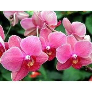 Harmony Rose Phalaenopsis Moth Orchid Plant  Grocery 