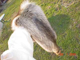 Super raccoon pelt dressed fur hide skin animal wild  