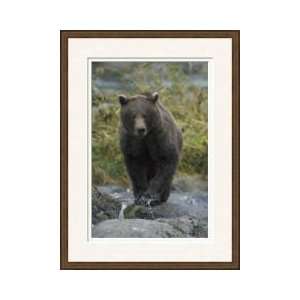  Brown Bear In Search Of Salmon Framed Giclee Print