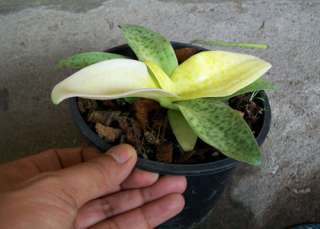 Bulb DRIMIOPSIS MACULATA Variegated Plant, FREE Phytosanitary 