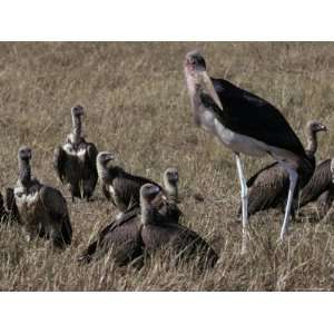 Marabou Storks and White Backed Vultures Resting on the Savannah 