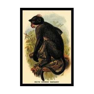  White Crowned Mangabey 12x18 Giclee on canvas
