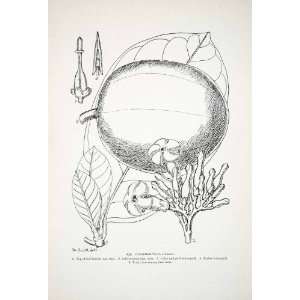  1906 Lithograph Conopharyngia Crassa Liberia Africa Plant 