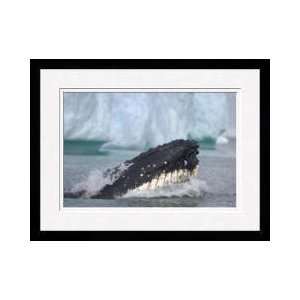  Humback Whale Lunges Framed Giclee Print