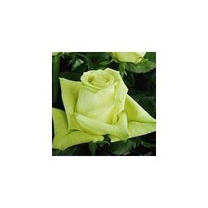  Green Tea Light Green Rose 20 Long   100 Stems Arts 